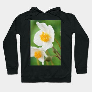 Eomecon chionantha  Snow poppy  Chinese Bloodroot Hoodie